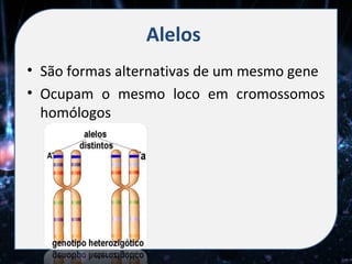 Alelos
• São formas alternativas de um mesmo gene
• Ocupam o mesmo loco em cromossomos
  homólogos
 