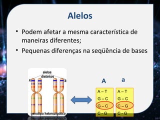 Alelos
• Podem afetar a mesma característica de
  maneiras diferentes;
• Pequenas diferenças na seqüência de bases



                            A     a
                          A–T    A–T
                          G–C    G–C
                          G–C    C–G
                          C-G    C-G
 