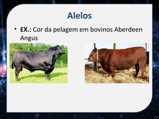 Alelos
• EX.: Cor da pelagem em bovinos Aberdeen
  Angus
 