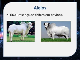 Alelos
• EX.: Presença de chifres em bovinos.
 
