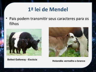 1ª lei de Mendel
• Pais podem transmitir seus caracteres para os
  filhos




Belted Galloway - Escócia
                            Holandês vermelho e branco
 