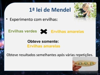 1ª lei de Mendel
• Experimento com ervilhas:

 Ervilhas verdes           Ervilhas amarelas

            Obteve somente:
            Ervilhas amarelas

Obteve resultados semelhantes após várias repetições.
 