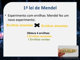 1ª lei de Mendel
• Experimento com ervilhas: Mendel fez um
  novo experimento:
 Ervilhas amarelas       Ervilhas amarelas

              Obteve 4 ervilhas:
              3 Ervilhas amarelas
               1 Ervilhas verdes
 