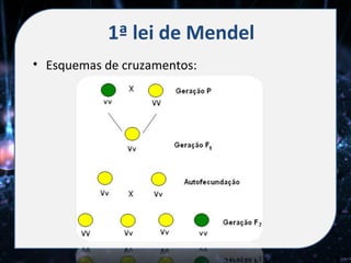 1ª lei de Mendel
• Esquemas de cruzamentos:
 