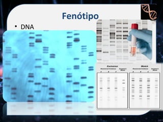 Fenótipo
• DNA
 