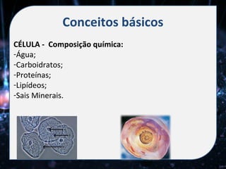 Conceitos básicos
CÉLULA - Composição química:
-Água;
-Carboidratos;
-Proteínas;
-Lipídeos;
-Sais Minerais.
 