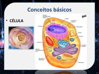 Conceitos básicos
• CÉLULA
 