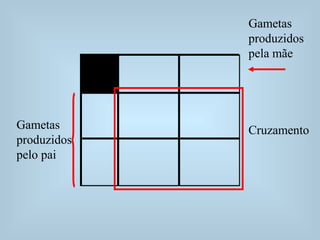 Gametas
produzidos
pelo pai
Gametas
produzidos
pela mãe
Cruzamento
 