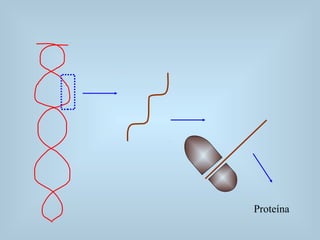 Proteína
 