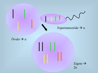 Óvulo  n
Espermatozóide  n
Zigoto 
2n
 
