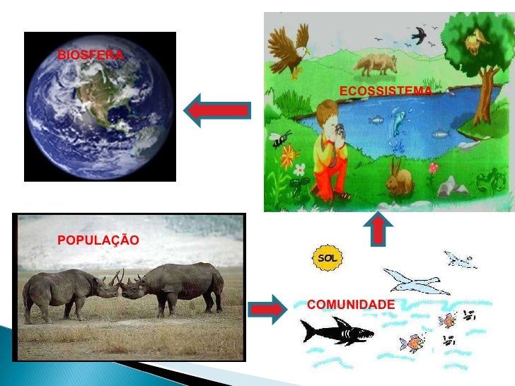 Diferencie O Nivel De Organizaçao Comunidade Do Nivel Ecossistema