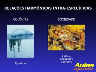 RELAÇÕES HARMÔNICAS INTRA-ESPECÍFICAS COLÔNIAS Physalia sp. SOCIEDADE RAINHA OPERÁRIAS ZANGÕES 