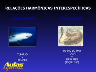 RELAÇÕES HARMÔNICAS INTERESPECÍFICAS COMENSALISMO INQUILINISMO TUBARÃO + RÊMORA PEPINO DO MAR (CASA) + FIERASTER (INQUILINO) 