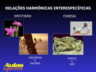 RELAÇÕES HARMÔNICAS INTERESPECÍFICAS EPIFITISMO FORESIA ORQUÍDEAS E ÁRVORES CRACAS E SIRI 