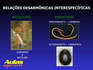 RELAÇÕES DESARMÔNICAS INTERESPECÍFICAS PREDATISMO PARASITISMO GUEPARDO E ANTÍLOPE ENDOPARASITA = LOMBRIGA ECTOPARASITA = CARRAPATO 