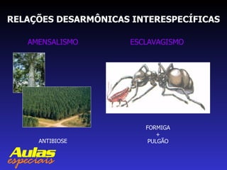 RELAÇÕES DESARMÔNICAS INTERESPECÍFICAS AMENSALISMO ESCLAVAGISMO ANTIBIOSE FORMIGA + PULGÃO 