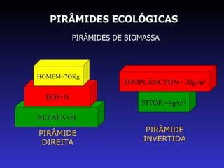 PIRÂMIDES ECOLÓGICAS PIRÂMIDES DE BIOMASSA ALFAFA=8t BOI=1t HOMEM=7OKg PIRÂMIDE DIREITA FITOP.=4g/m² ZOOPLÂNCTON= 20g/m² PIRÂMIDE INVERTIDA 