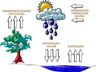 Conceitos em ecologia e ecossistemas