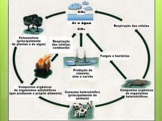 Conceitos em ecologia e ecossistemas