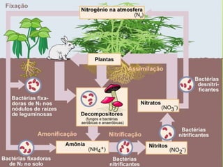 Conceitos em ecologia e ecossistemas