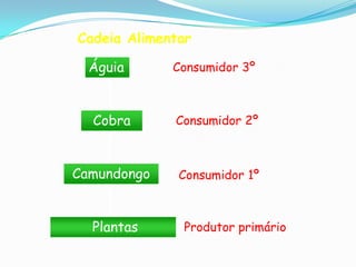 EcossistemaEquilíbrio EcológicoDesequilíbrio EcológicoComunidadePopulação