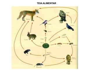 CADEIA ALIMENTAR ou CADEIA TRÓFICATransferência de energia alimentar, a partir dos vegetais, por uma serie de organismos.COMPONENTESPRODUTORES:   è AUTÓTROFOS:FOTOSSÍNTESEQUIMIOSSÍNTESE CONSUMIDORES:   è HETERÓTROFOS:HERBÍVOROSCARNÍVOROSONÍVOROS DECOMPOSITORES:  è SAPRÓFAGOS:FUNGOSBACTÉRIASACTNOMICETOS
