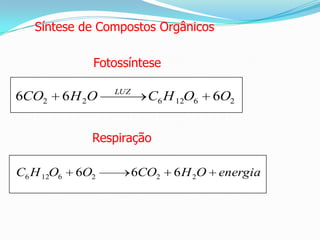 TEIA ALIMENTAR   Um conjunto de cadeias alimentares. NÍVEL TRÓFICOPosição do organismo numa cadeia alimentar.PLANTA          >          HERBÍVORO          >          CARNÍVORO1º Nível Trófico           2º Nível Trófico               3ºNível Trófico