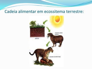 Decomposição de Compostos OrgânicosDecomposição AeróbicaDecomposição AnaeróbicaSem oxigênio e portanto menos eficiente, os subprodutos são mais complexos como o gás metano e gás sulfídrico.