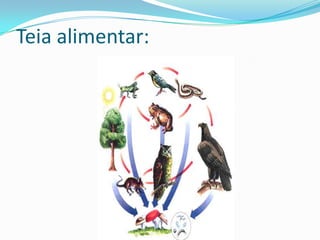 Teia alimentar em um ecossistema terrestre