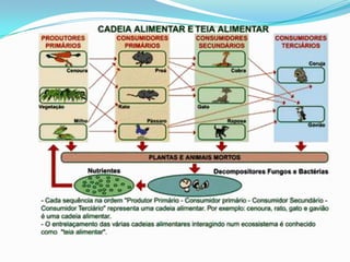 Teia alimentar em um ecossistema aquático: