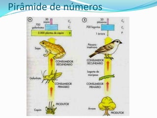 Fluxo de Energia nos Ecossistemas  A ENERGIA DECRESCE A CADA NÍVEL TRÓFICOPOR ISSO:AS CADEIAS ALIMENTARES SÃO NORMALMENTE COMPOSTADE POUCOS NÍVEIS TRÓFICOS