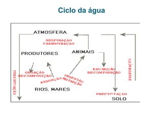 Produtividade secundária líquidaPSL (Produtividade Secundária Líquida): é a energia que o consumidor primário conseguiu retirar dos produtores  (PPL) menos o que ele gastou no metabolismo (M): sendo assim o que estará disponível para os consumidores secundários 
