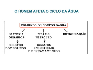 PSL (Produtividade Secundária Líquida): 1 BEZERRO300 COELHOS500 kgPeso Corporal500 kg8,3 kgConsumo diário de feno33,3 kg 120 diasDuração do feno30 dias0,9 kgGanho de peso por dia 3,6 kg109 kgGanho de peso com 1 t de feno109 kg20.000 kcalPerda diária de calor80.000 kcalA produtividade secundária líquida (PSL) dos coelhos é cerca de quatro vezes maior que a do gado. O cálculo de produtividade leva em conta que coelhos, com a mesma quantidade de alimento, ficam prontos para o abate em um quarto do tempo necessário ao gado. (Dados de Philipson, em Ecologia energética. São Paulo, Companhia Editora Nacional/EDUSP, 1969.)