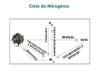 Ciclo do Carbono
