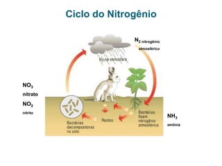 O HOMEM AFETA O CICLO DO CARBONOAquecimento Global;Agravamento do Efeito Estufa;Chuva ácida;Destruição da Camada de Ozônio.