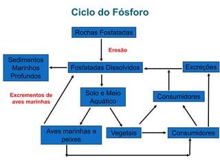Ciclo do Nitrogênio