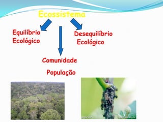 Componentes do Ecossistema  Substâncias Abióticas; 