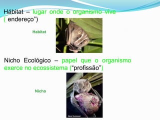  Componentes Bióticos: