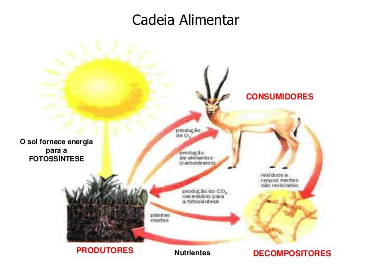 Categoria De Organismos Em Ecologia Que Alimentam De Outros Organismos