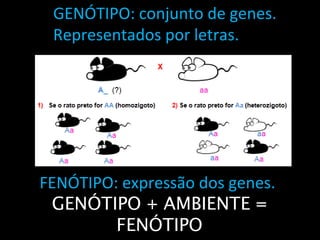 GENÓTIPO: conjunto de genes. 
Representados por letras. 
FENÓTIPO: expressão dos genes. 
GENÓTIPO + AMBIENTE = 
FENÓTIPO 
 