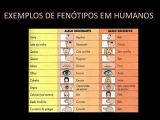 EXEMPLOS DE FENÓTIPOS EM HUMANOS 
 