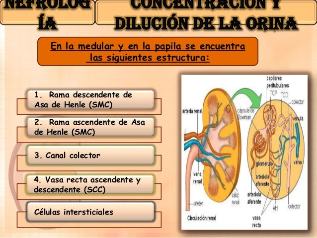 Concentración y dilución de la orina