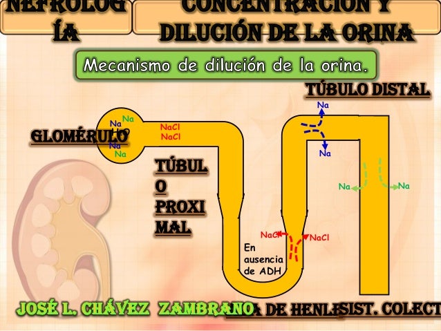 Mecanismo De Concentracion Y Dilucion De La Orina