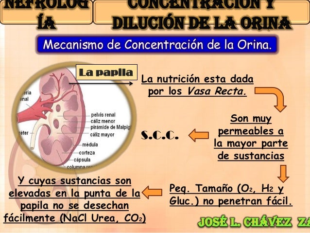 Concentración y dilución de la orina