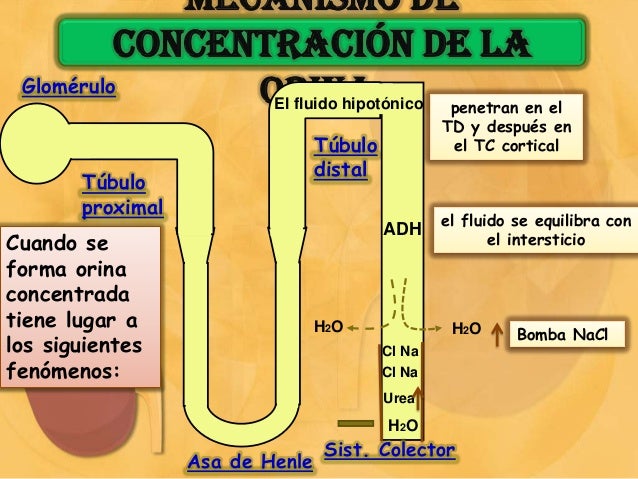Concentración y dilución de la orina