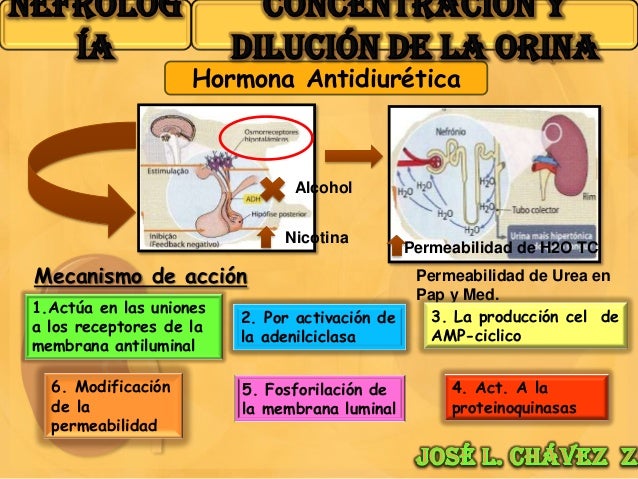 Concentración y dilución de la orina