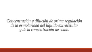 Concentración y dilución de orina; regulación
de la osmolaridad del líquido extracelular
y de la concentración de sodio.
 
