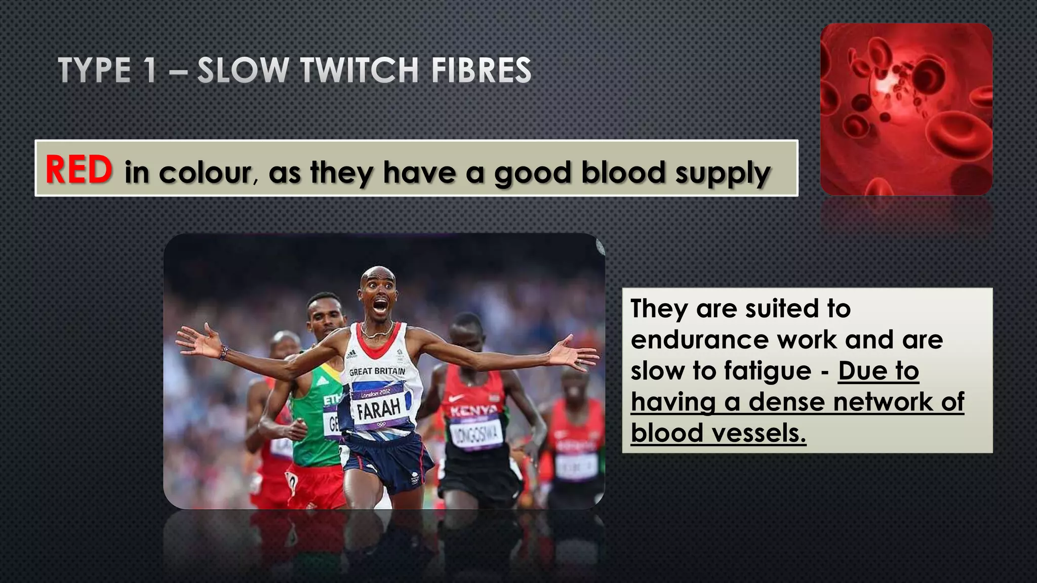RED in colour, as they have a good blood supply
They are suited to
endurance work and are
slow to fatigue - Due to
having a dense network of
blood vessels.
 