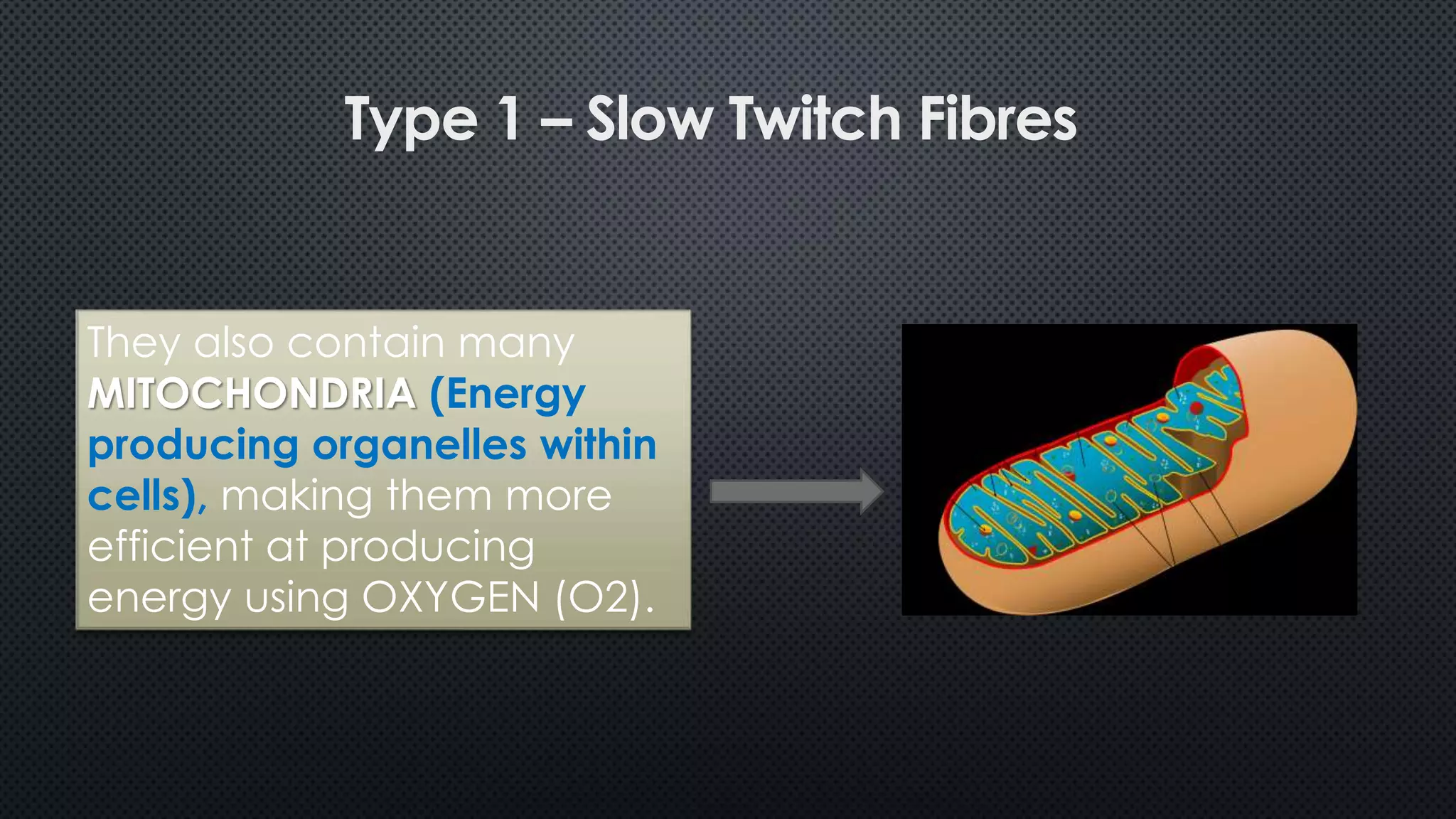 They also contain many
MITOCHONDRIA (Energy
producing organelles within
cells), making them more
efficient at producing
energy using OXYGEN (O2).
Type 1 – Slow Twitch Fibres
 