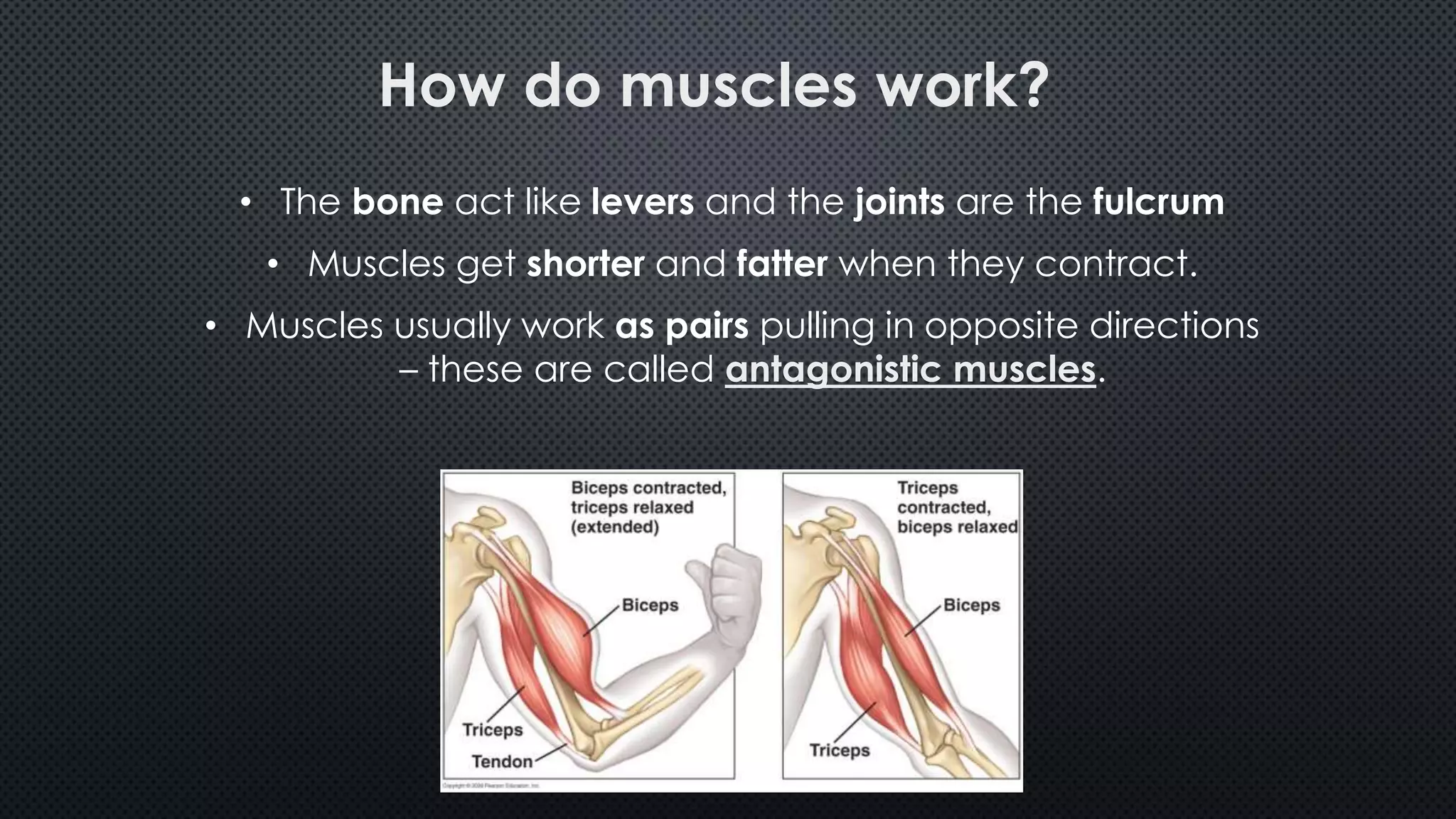 How do muscles work?
• The bone act like levers and the joints are the fulcrum
• Muscles get shorter and fatter when they contract.
• Muscles usually work as pairs pulling in opposite directions
– these are called antagonistic muscles.
 
